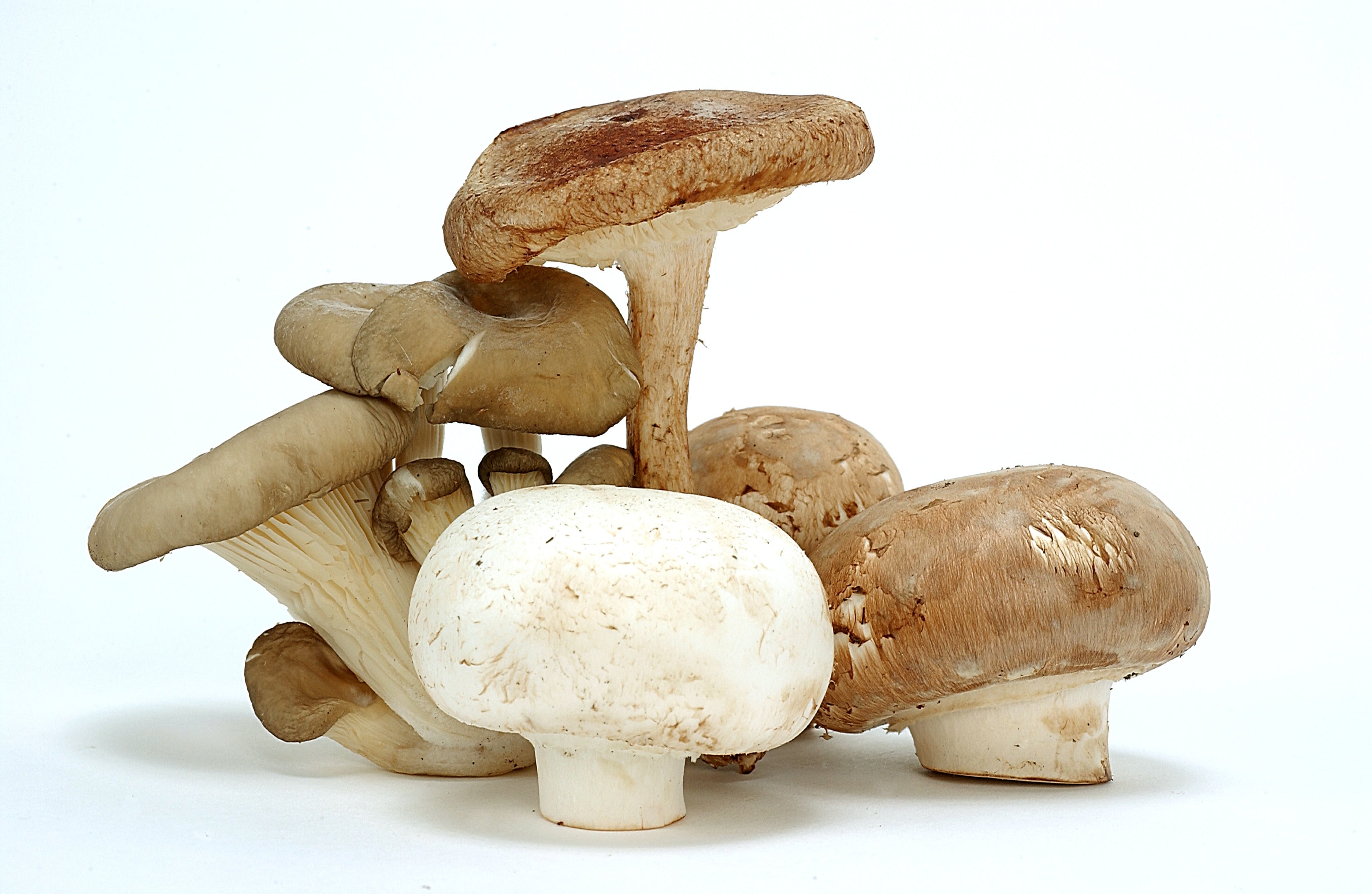 Mushroom Supplements